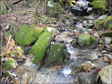 苔むした沢