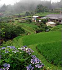 大栗安の棚田