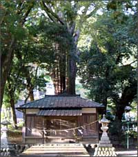 武速神社と将軍杉