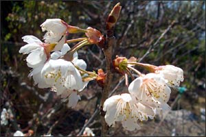 浜松市内の桜