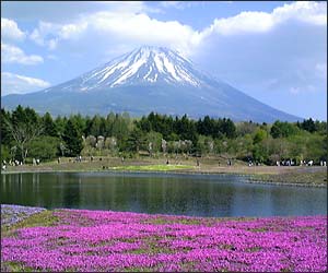 富士芝桜まつり