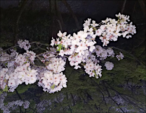 浜松城公園の夜桜